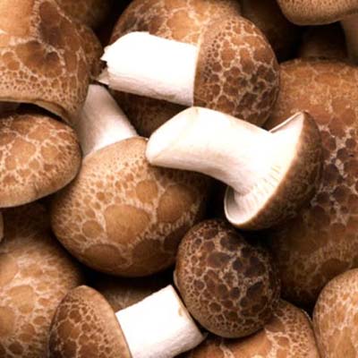 香菇提取物 香菇多糖 Polysaccharides